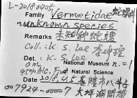 未知種蛇螺藏品圖，第12張