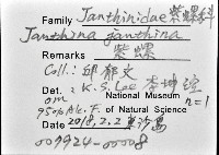 紫螺藏品圖，第8張