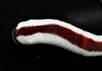 曙光無溝紐蟲藏品圖，第2張