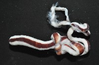 曙光無溝紐蟲藏品圖，第3張