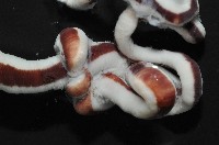 曙光無溝紐蟲藏品圖，第4張