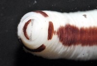 曙光無溝紐蟲藏品圖，第7張