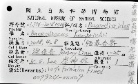 曙光無溝紐蟲藏品圖，第8張
