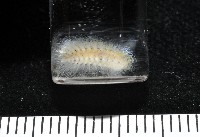 未知種仙蟲藏品圖，第7張