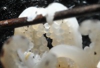 柏氏四盤耳烏賊藏品圖，第10張