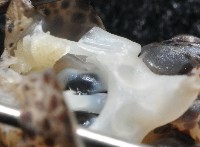 柏氏四盤耳烏賊藏品圖，第11張