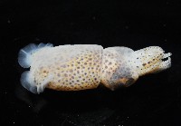 未知種微鰭烏賊藏品圖，第8張