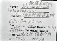 未知種微鰭烏賊藏品圖，第12張