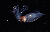 線紋擬鉤腕魷藏品圖，第2張