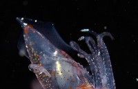 線紋擬鉤腕魷藏品圖，第3張