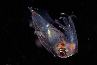 線紋擬鉤腕魷藏品圖，第4張