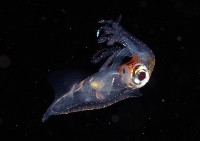 線紋擬鉤腕魷藏品圖，第5張