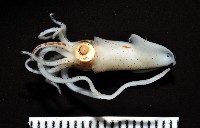 線紋擬鉤腕魷藏品圖，第6張