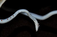 線紋擬鉤腕魷藏品圖，第8張