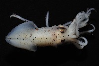 線紋擬鉤腕魷藏品圖，第9張