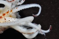 線紋擬鉤腕魷藏品圖，第11張