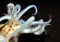 線紋擬鉤腕魷藏品圖，第12張