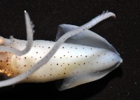 線紋擬鉤腕魷藏品圖，第13張