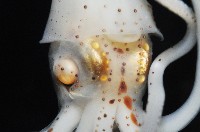 線紋擬鉤腕魷藏品圖，第14張