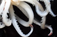 線紋擬鉤腕魷藏品圖，第15張