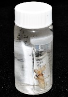 線紋擬鉤腕魷藏品圖，第18張