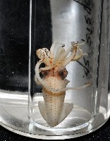 線紋擬鉤腕魷藏品圖，第19張