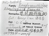 線紋擬鉤腕魷藏品圖，第20張