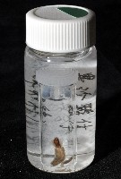 未知種沙蠶-異沙蠶體藏品圖，第10張