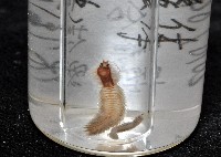 未知種沙蠶-異沙蠶體藏品圖，第11張