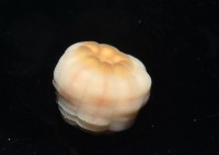 未知種海葵(海葵目)藏品圖，第2張