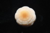未知種海葵(海葵目)藏品圖，第3張