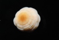 未知種海葵(海葵目)藏品圖，第4張