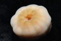 未知種海葵(海葵目)藏品圖，第5張
