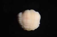 未知種海葵(海葵目)藏品圖，第6張