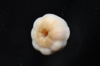 未知種海葵(海葵目)藏品圖，第7張
