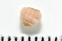 未知種海葵(海葵目)藏品圖，第9張