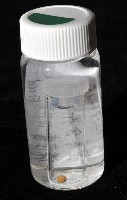 未知種海葵(海葵目)藏品圖，第10張
