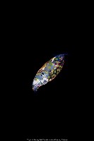 奧蘭鳶柔魚藏品圖，第1張