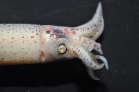 奧蘭鳶柔魚藏品圖，第4張