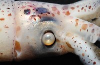 奧蘭鳶柔魚藏品圖，第5張
