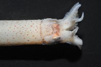 奧蘭鳶柔魚藏品圖，第6張