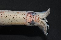 奧蘭鳶柔魚藏品圖，第7張