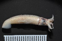 奧蘭鳶柔魚藏品圖，第8張