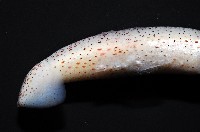 奧蘭鳶柔魚藏品圖，第9張