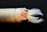 奧蘭鳶柔魚藏品圖，第11張