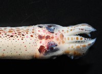 奧蘭鳶柔魚藏品圖，第12張