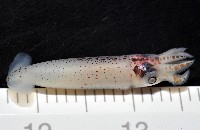 奧蘭鳶柔魚藏品圖，第13張