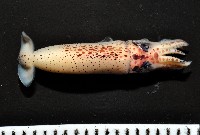 奧蘭鳶柔魚藏品圖，第14張
