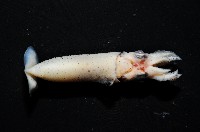 奧蘭鳶柔魚藏品圖，第15張