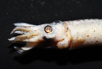 奧蘭鳶柔魚藏品圖，第16張